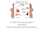 Fundamentos de Biología II CIBI 3002 Profa. Deborah Parrilla Hernández.