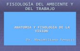 FISIOLOGÍA DEL AMBIENTE Y DEL TRABAJO ANATOMIA Y FISOLOGÍA DE LA VISION ANATOMIA Y FISOLOGÍA DE LA VISION Dr. Maximiliano Fenucci.