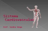 Sistema Cardiovascular Prof. Sandra Vesga. Formado por un conjunto de órganos que tienen la función de hacer llegar a todos los tejidos del cuerpo la.