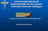 Universidad Nacional Experimental de los Llanos Centrales Rómulo Gallegos “Cuarta y quinta semana del desarrollo ” “Cuarta y quinta semana del desarrollo.