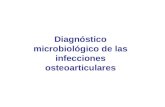 Diagnóstico microbiológico de las infecciones osteoarticulares.