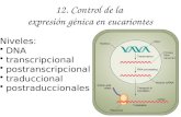 12. Control de la expresión génica en eucariontes Niveles: DNA transcripcional postranscripcional traduccional postraduccionales.