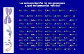 AGCTTGCCA AGCTTGCCA AGCTTGCCATTGCCCATGCT TTGCCATTGCCA TTGCCA TTGCCA TTGCCA TTGCCA La secuenciación de los genomas ¿ qué información nos da?