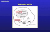 Transcripción Expresión génica. 2 Dr. Antonio Barbadilla El “dogma” central del flujo de la información genética.