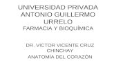 UNIVERSIDAD PRIVADA ANTONIO GUILLERMO URRELO FARMACIA Y BIOQUÍMICA DR. VICTOR VICENTE CRUZ CHINCHAY ANATOMÍA DEL CORAZÓN.