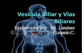 Elaborado por: Dr. Limber Lopez C.. Contenido Vesicula Biliar Biliar Conducto cistico Conducto Coledoco Coledoco Aplicacion clinica clinica.