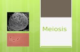 Meiosis. Objetivo:  Comprender que la meiosis es un tipo de división celular que permite la formación de gametos, mediante el análisis de videos e imágenes.