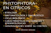 PHYTOPHTORA EN CÍTRICOS ETIOLOGÍA ETIOLOGÍA SINTOMATOLOGÍA Y DIAGNÓSTICO SINTOMATOLOGÍA Y DIAGNÓSTICO CICLO BIOLÓGICO CICLO BIOLÓGICO CARACTERISTICAS PATOGÉNICAS.