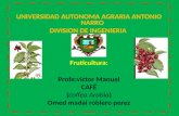 UNIVERSIDAD AUTONOMA AGRARIA ANTONIO NARRO DIVISION DE INGENIERIA Fruticultura: Profe:victor Manuel CAFÉ (coffea Arabia) Omed madai roblero perez.