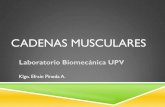 01 Cadenas Musculares (1)