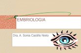 15833199 Embriologia Del Ojo Futura Medica
