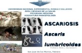 Ascariosis Ds
