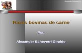 Alexander Echeverri G. Razas bovinas de carne Por: Alexander Echeverri Giraldo Por: Alexander Echeverri Giraldo.