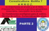 Cerealicultura- Bolilla 7 A R R O Z. a-) Importancia en el país y en el NOA. Antecedentes históricos y genético-geográficos. Sistemática. Descripción de.