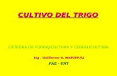 CULTIVO DEL TRIGO CÁTEDRA DE FORRAJICULTURA Y CEREALICULTURA Ing. Guillermo O. MARTIN (h) FAZ - UNT.