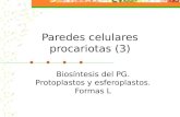Paredes celulares procariotas (3) Biosíntesis del PG. Protoplastos y esferoplastos. Formas L.