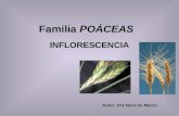 Familia POÁCEAS INFLORESCENCIA Autor: Dra Nora De Marco.
