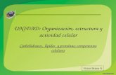 UNIDAD: Organizaci ó n, estructura y actividad celular Carbohidratos, lípidos y proteínas; componentes celulares Víctor Bravo N.