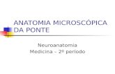 ANATOMIA MICROSCÓPICA DA PONTE Neuroanatomia Medicina – 2º período.