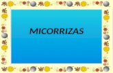 MICORRIZAS. ¿Qué es una micorriza? Mico: quiere decir HONGO Riza: quiere decir RAÍZ ENTONCES MICORRIZA ES: La asociación entre algunas especies de hongos.
