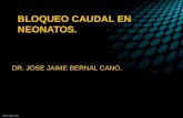 BLOQUEO CAUDAL EN NEONATOS. DR. JOSE JAIME BERNAL CANO.