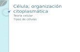 Célula; organización citoplasmática Teoría celular Tipos de células.