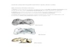 Anatomía comparativa Esqueleto Axial Parte II  Equino