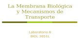 La Membrana Biológica y Mecanismos de Transporte Laboratorio 6 BIOL 3051L.