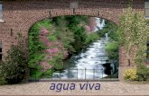 Agua Viva 1