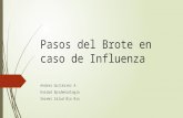 Pasos del Brote en caso de Influenza Andrea Gutiérrez A. Unidad Epidemiología Seremi Salud Bio Bio.