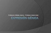 Expresion Genica, Sintesis de proteinas.pps