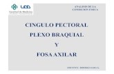 Cingulo Pectoral 2011