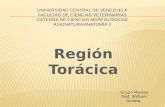Region Toracica