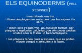 Els equinoderms (pell d’espines)