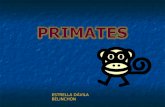 Arbol primates