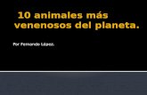 10 animales mas venenosos del mundo.