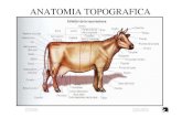 Anatomia de-bovino