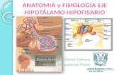 Anatomia Y Fisiologia Eje HipotáLamo Hipofisario