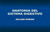 sistema digestivo en humanos
