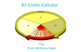 El Ciclo Celular Y Mitosis