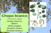 Chopo branco (Populus alba)