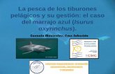 La pesca de los tiburones pelágicos y su gestión: el caso del marrajo azul (Isurus oxyrinchus)
