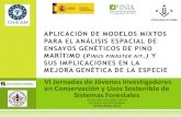 Aplicación de modelos mixtos para el análisis espacial de ensayos genéticos de Pino Maritimo (Pinus pinaster ait.)