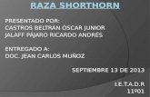 Raza shorthorn