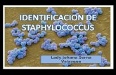 Identificacion de staphylococcus