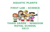 Lab third grade plants