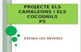 Projecte camaleons i cocodrils