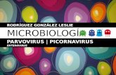 Rinovirus, Parvovirus & Poliovirus