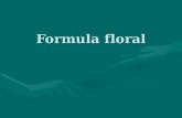 Formula Floral Mg