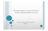 Haemophilus Influenzae Y    Otros Haemophilus Spp Exposicion [Modo De Compatibilidad]